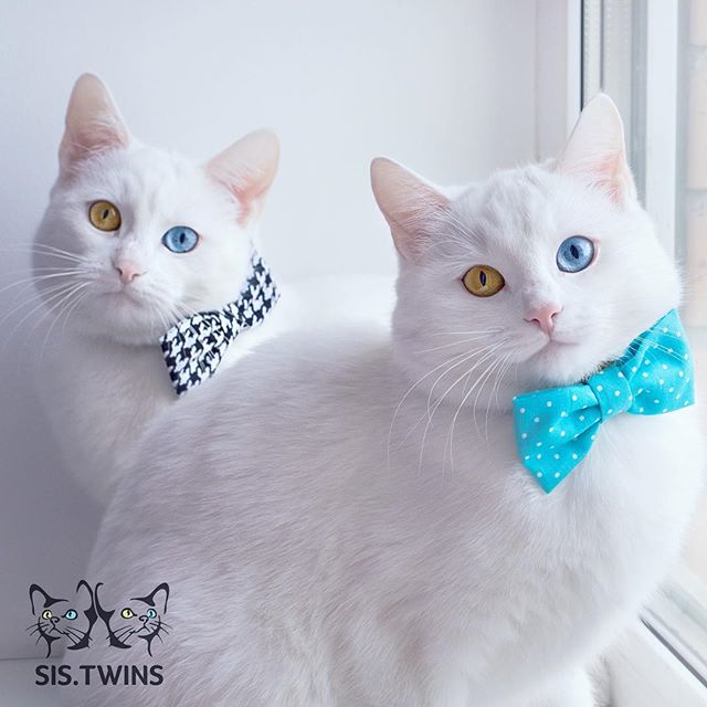 https://www.instagram.com/p/BLYVkc2jMbB/?taken-by=sis.twins