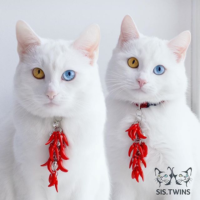 https://www.instagram.com/p/BLqnWfAjey3/?taken-by=sis.twins